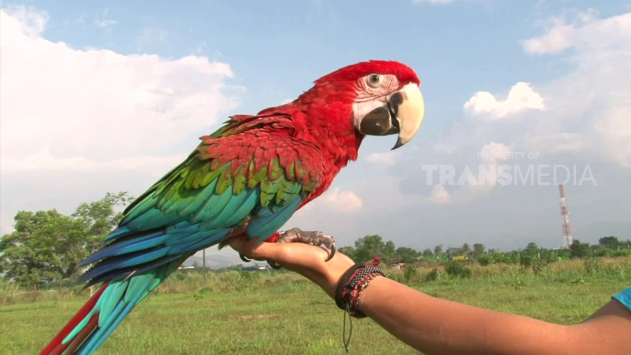 Macaw - HD Wallpaper 