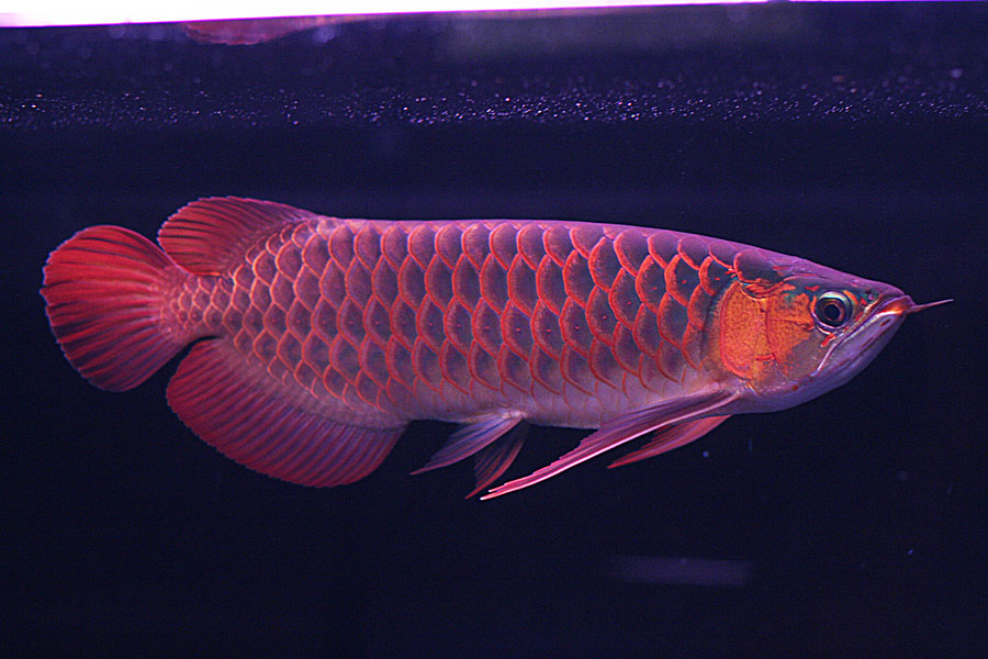 Arowana Fish Sale - HD Wallpaper 