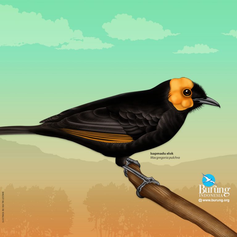Yellow Headed Blackbird - HD Wallpaper 