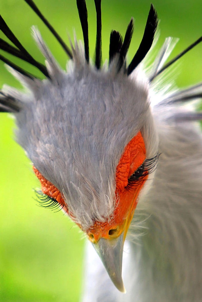 Secretary Bird - Secretary Bird Eyelashes - HD Wallpaper 