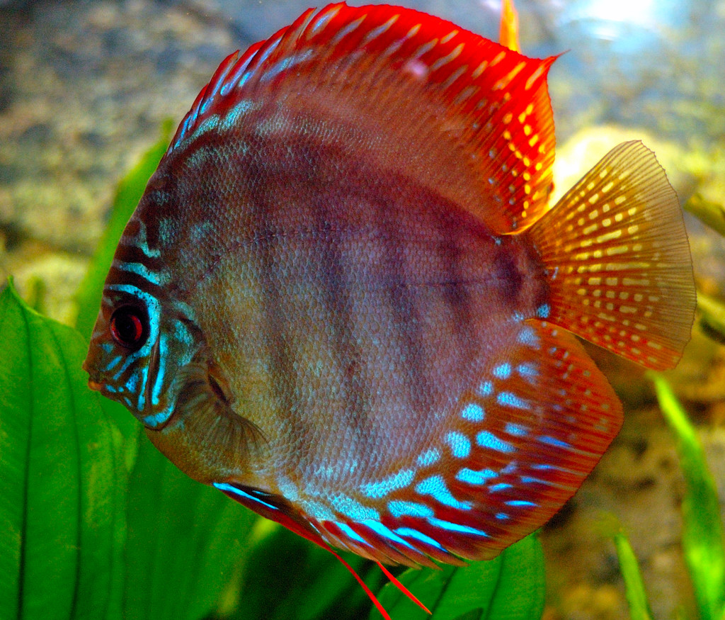 Aquarium Beautiful Tropical Fish - HD Wallpaper 