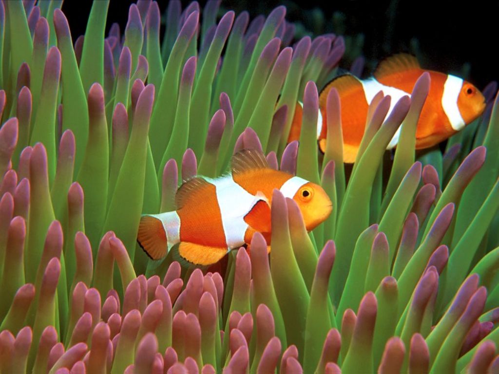 Clown Fish Photo - HD Wallpaper 