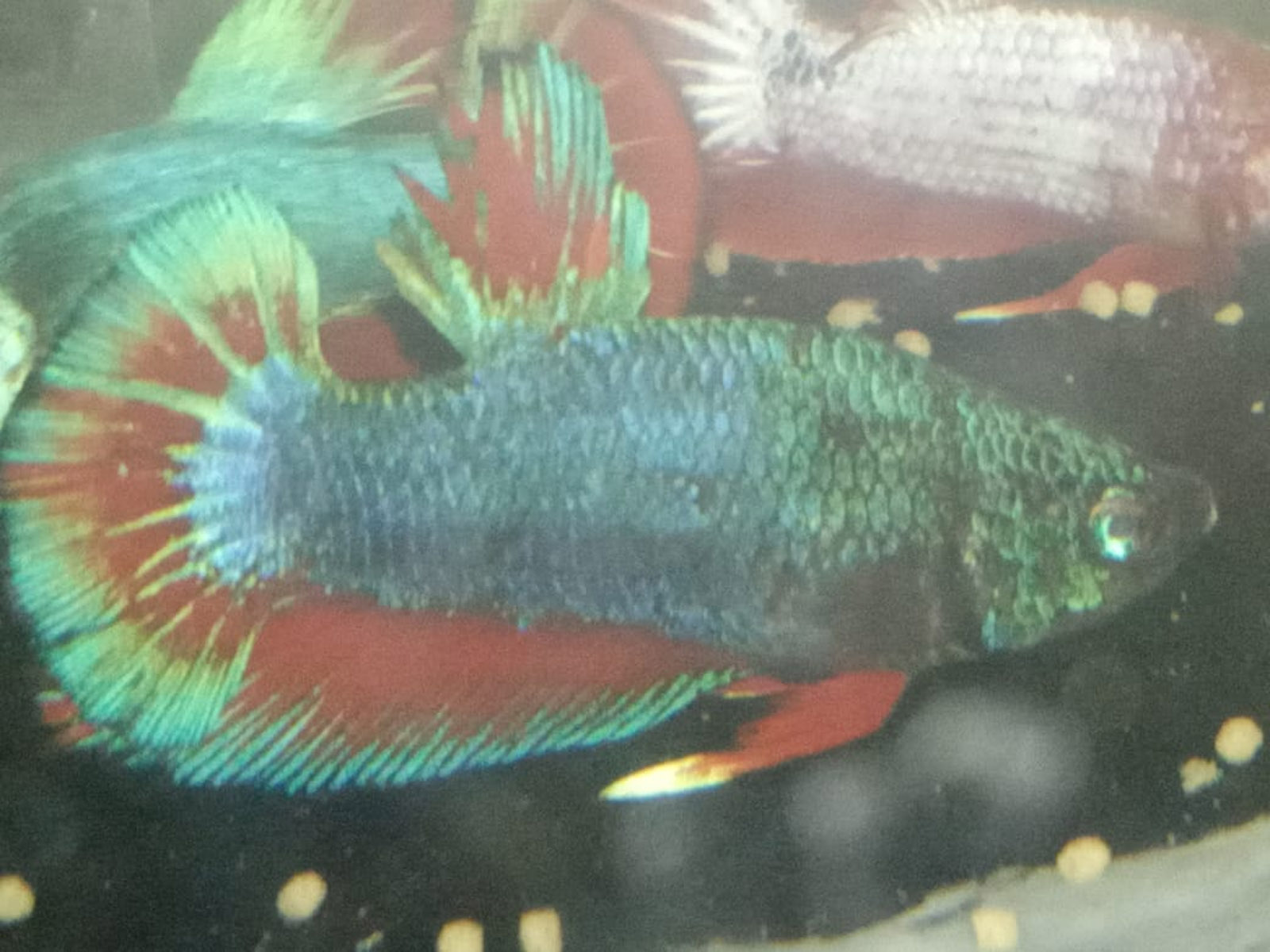 Marine Biology - HD Wallpaper 