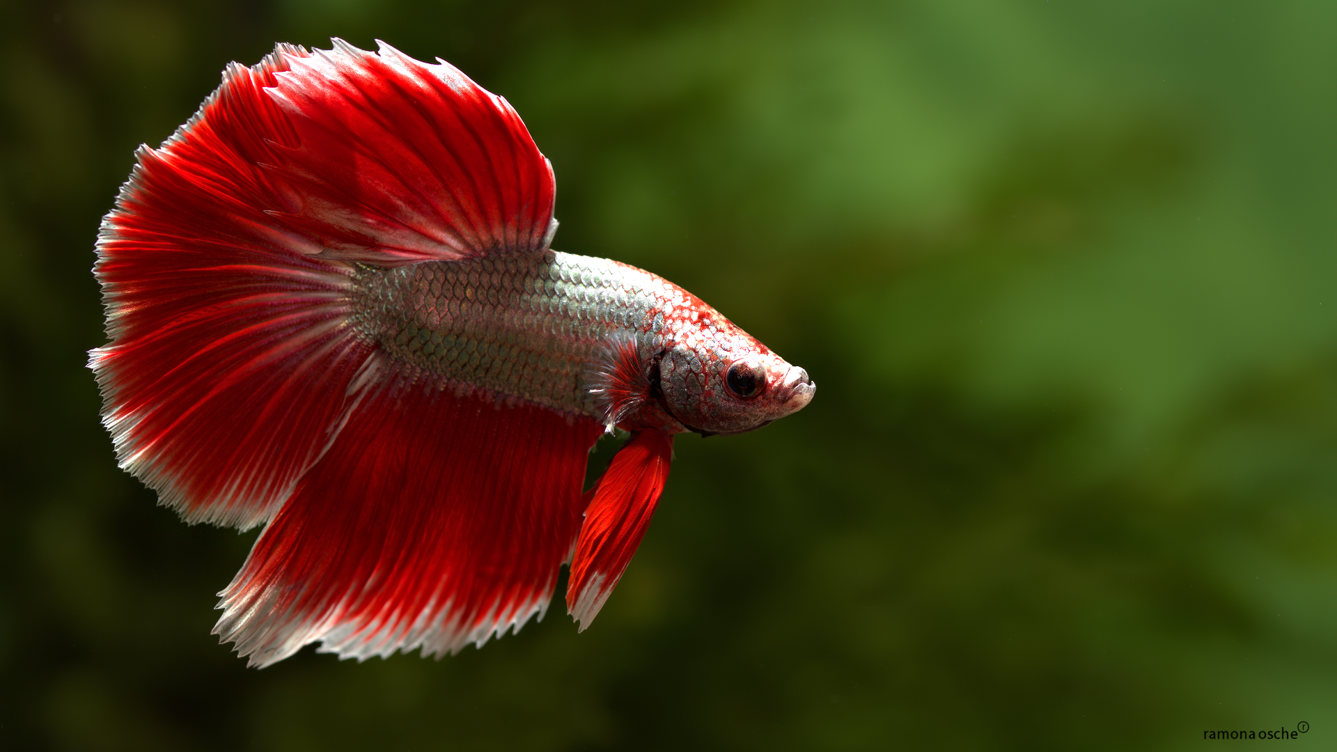 Ikan Hias Yang Ada Di Dunia - HD Wallpaper 