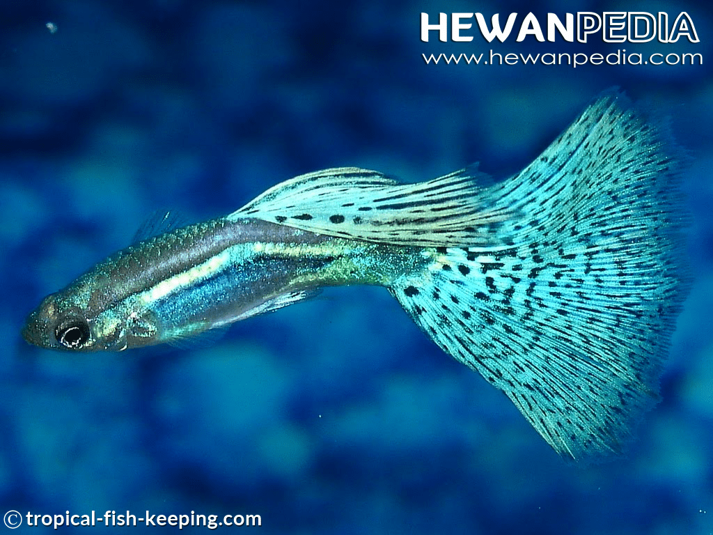 15 Jenis Ikan Hias Aquarium Air Tawar Yang Mudah Dipelihara - Beautiful Non Aggressive Freshwater Fish - HD Wallpaper 