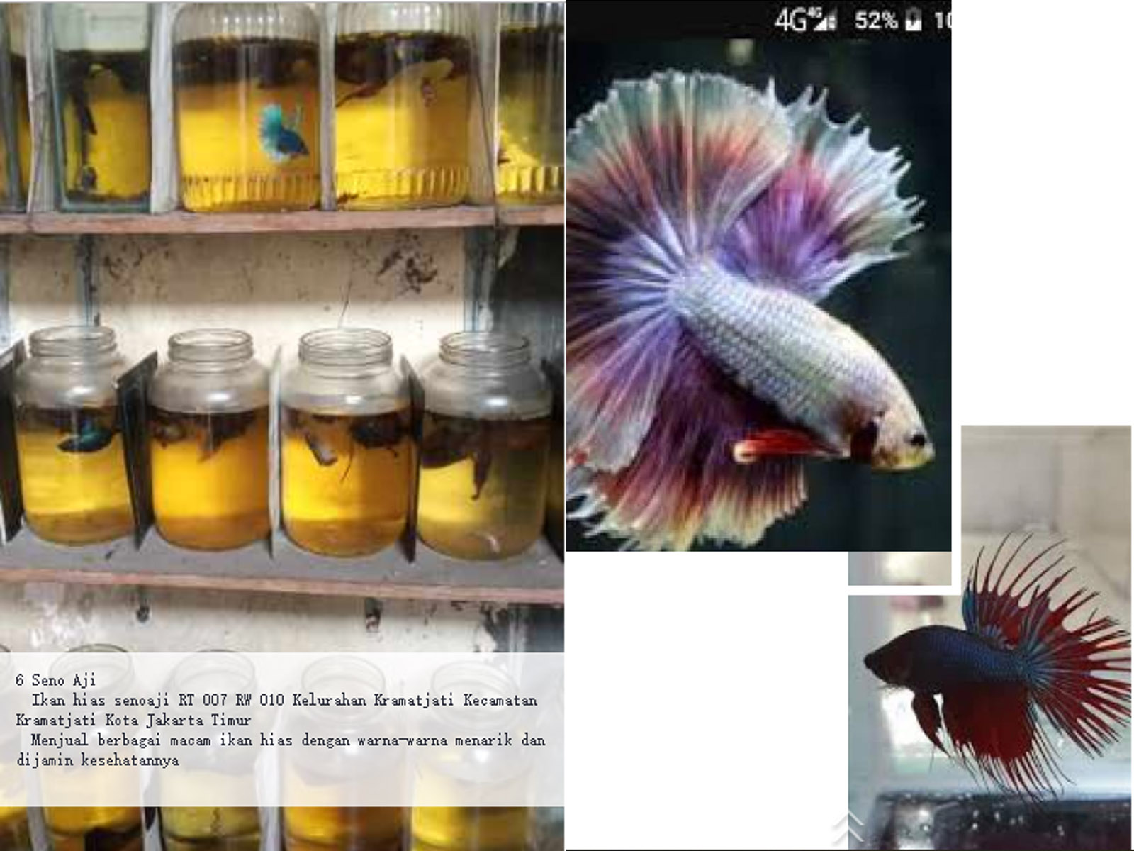 Marine Biology - HD Wallpaper 