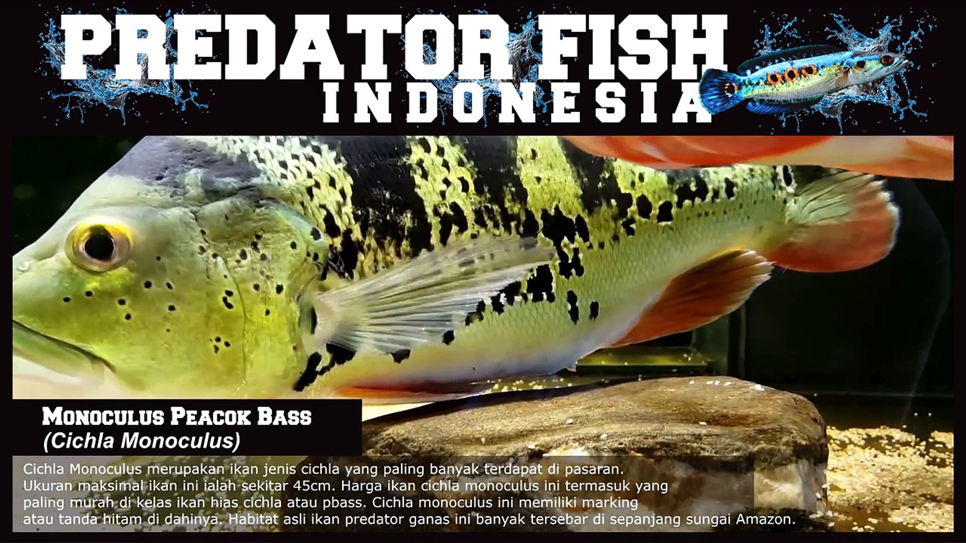 Brown Trout - 1920x1080 Wallpaper - teahub.io