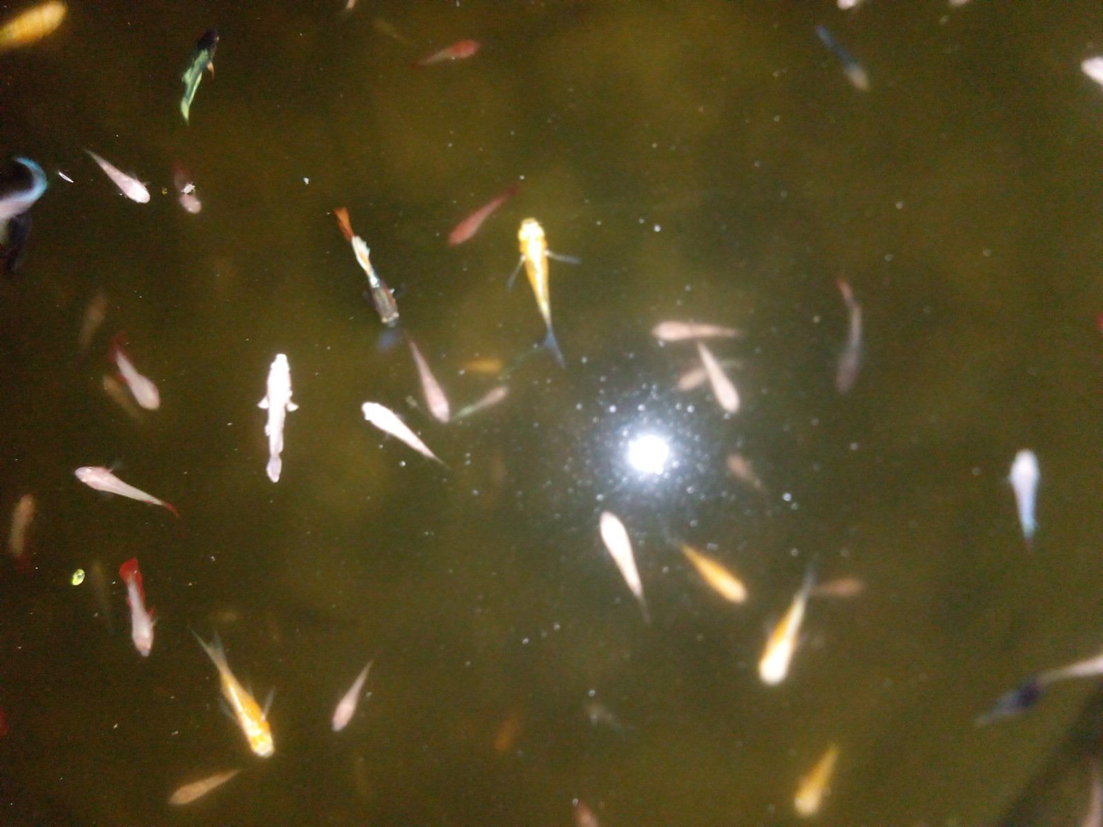 Img 20180130 214619 - Feeder Fish - HD Wallpaper 