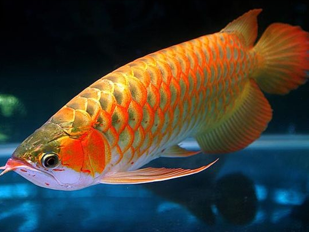 Ikan kelisa