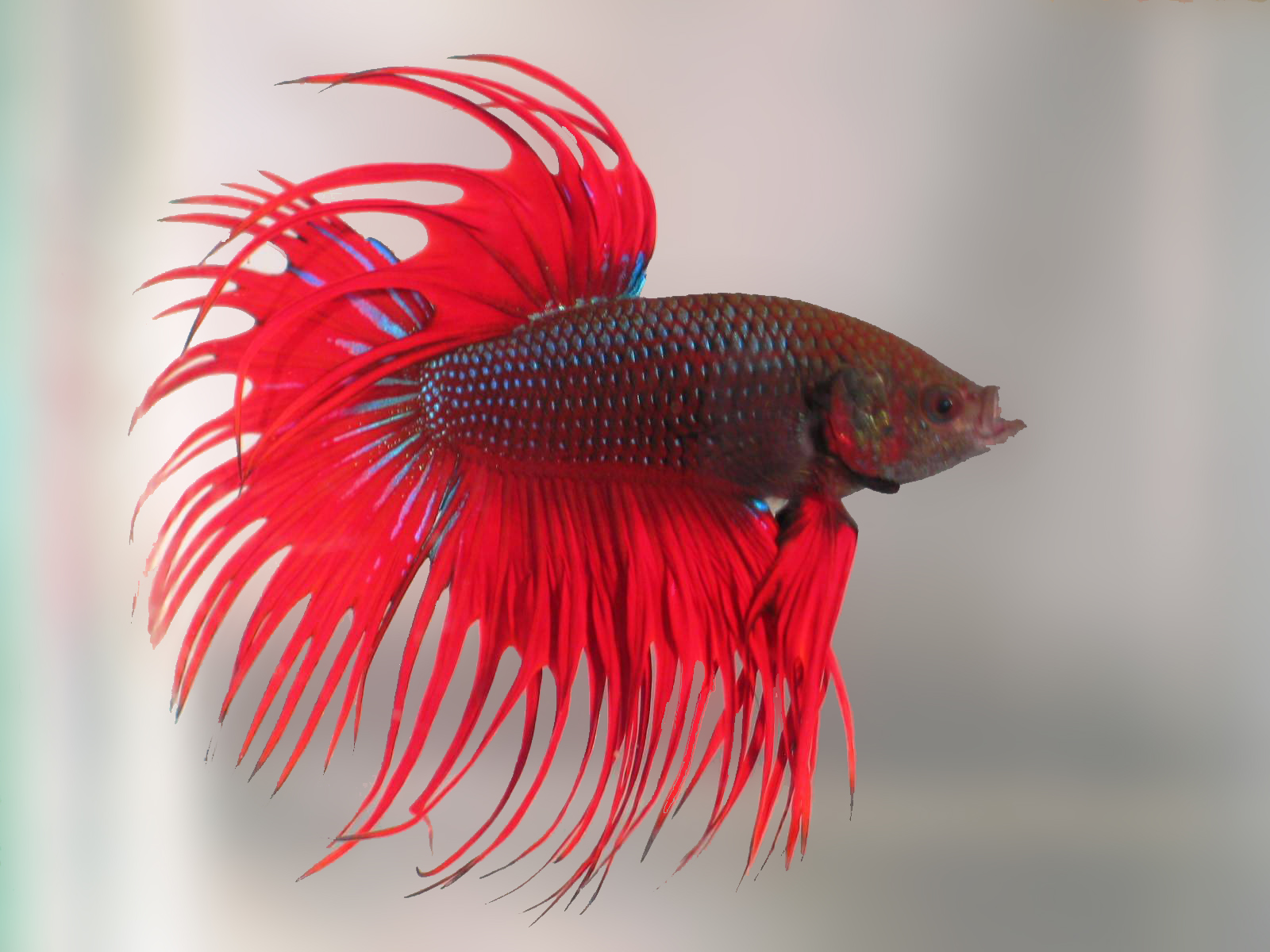 3 - Ikan Cupang - HD Wallpaper 