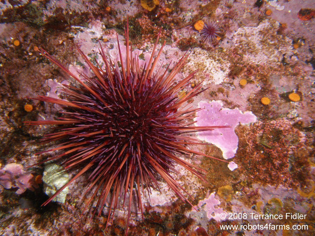 10 Hewan Ini Punya Umur Panjang Bahkan Abadi Lho, Apa - Underwater - HD Wallpaper 