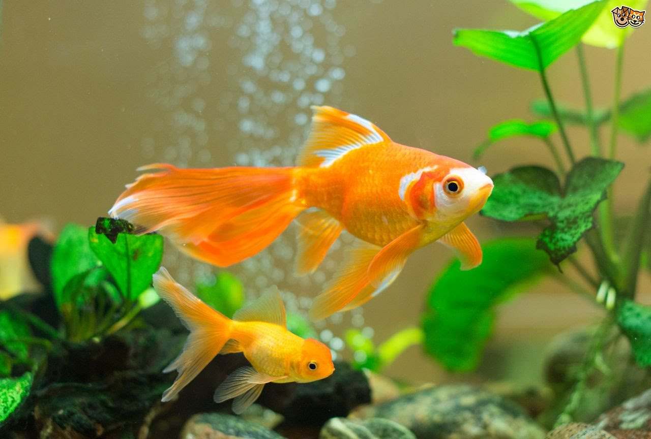 Bagian Bagian Tubuh Ikan Mas - Gold Fish In Tank - HD Wallpaper 