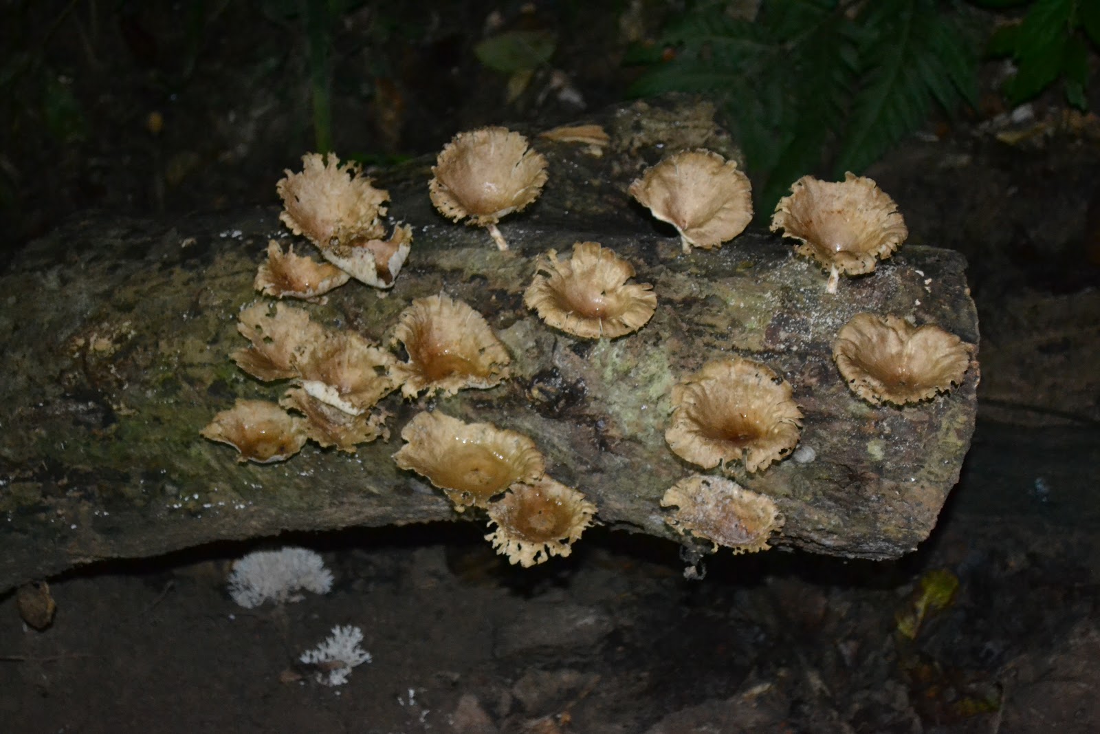 Fungus - HD Wallpaper 