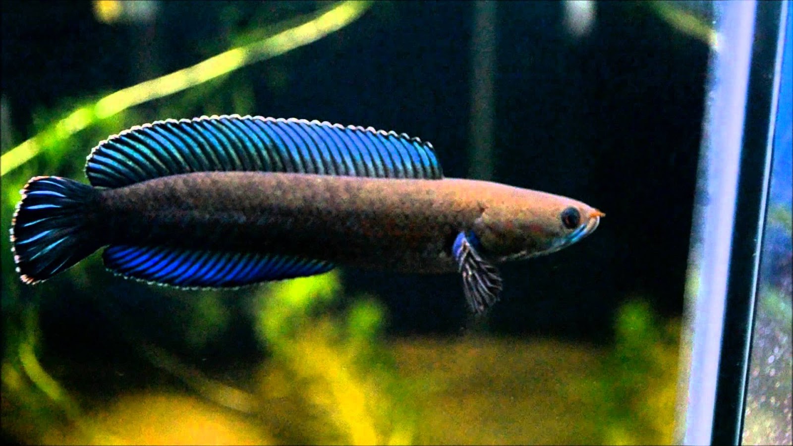 Ikan Channa Andrao - Harga Ikan Channa Gachua - HD Wallpaper 