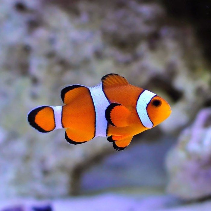 Ikan Nemo Ocellaris Clownfish - Ocellaris Clownfish - HD Wallpaper 