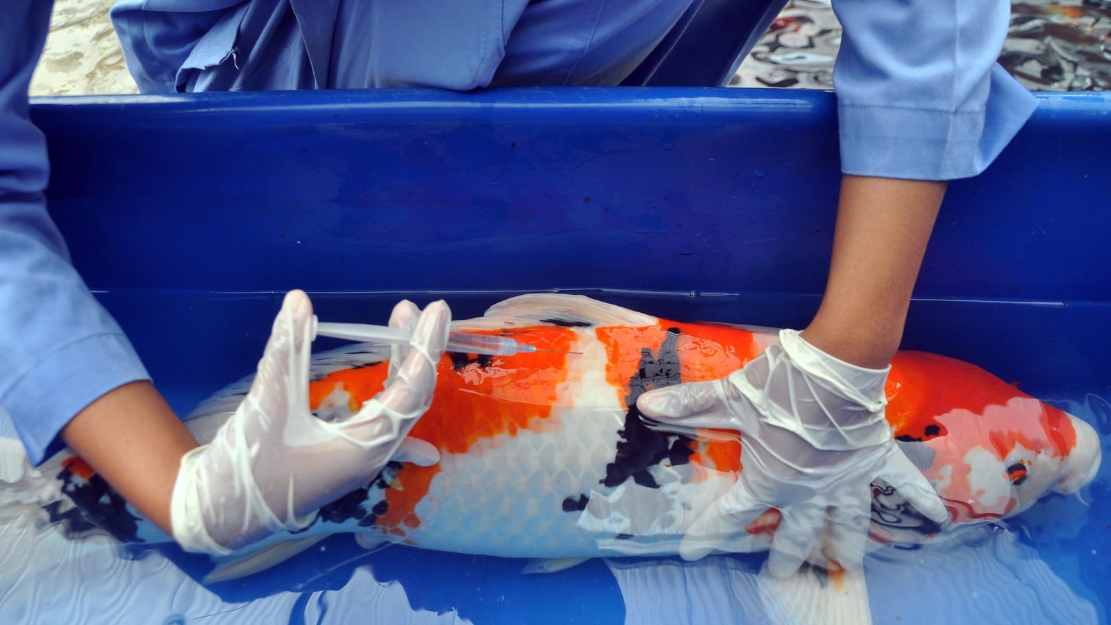 Koi - Cara Mengawinkan Ikan Koi - HD Wallpaper 