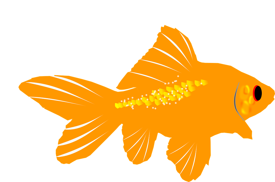 Gambar Animasi Ikan Mas 6 - HD Wallpaper 