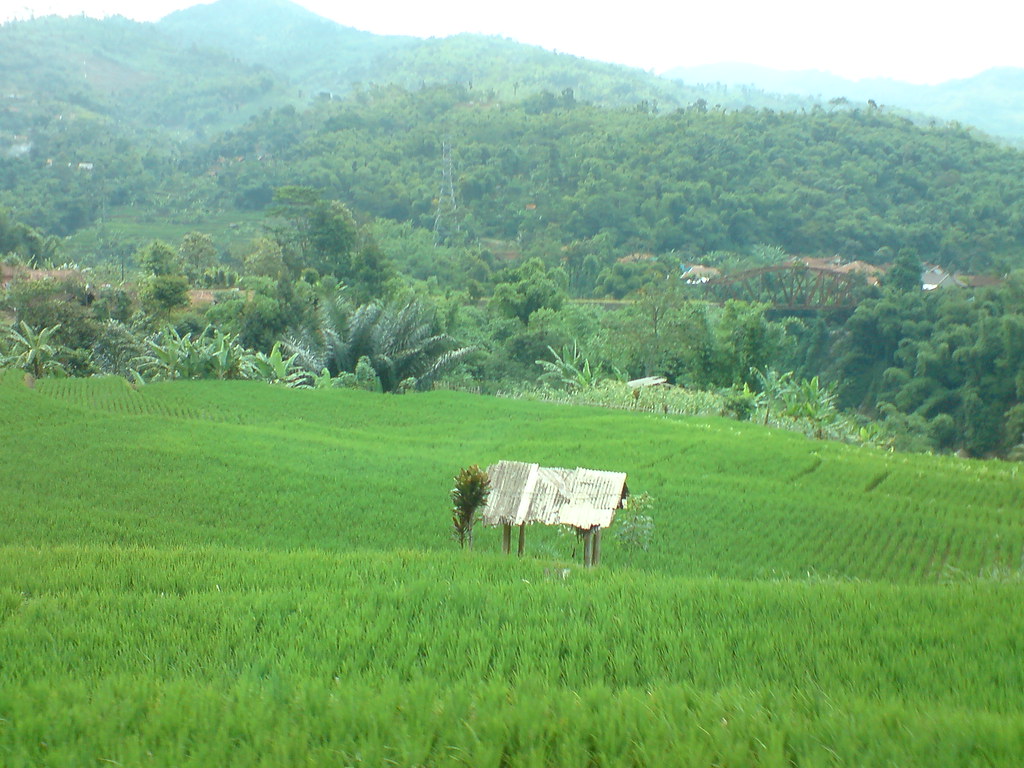 Field - HD Wallpaper 