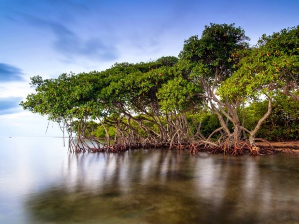 Mangrove Hd - HD Wallpaper 