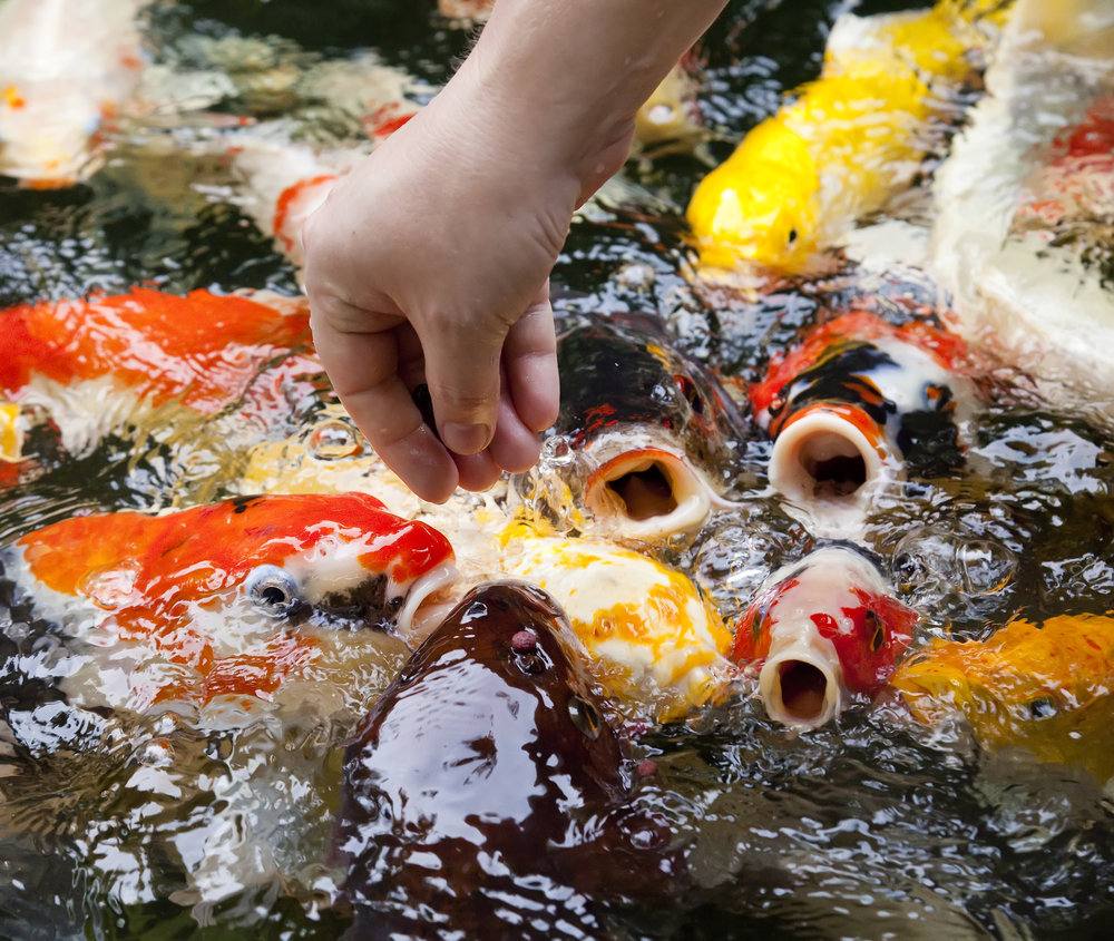 Do Koi Fish Eat 1000x845 Wallpaper Teahub io do-koi-fish-eat-1000x845-wallpaper-teahub-io