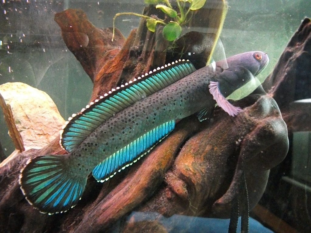 User Posted Image - Channa True Blue - HD Wallpaper 