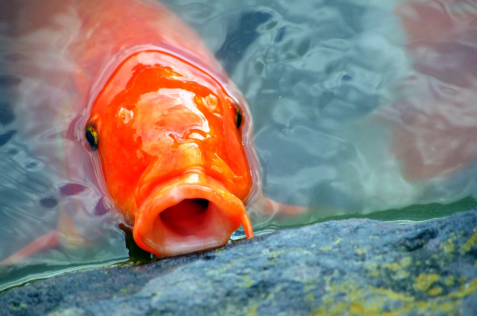 Fish Poking Head Out Of Water - HD Wallpaper 