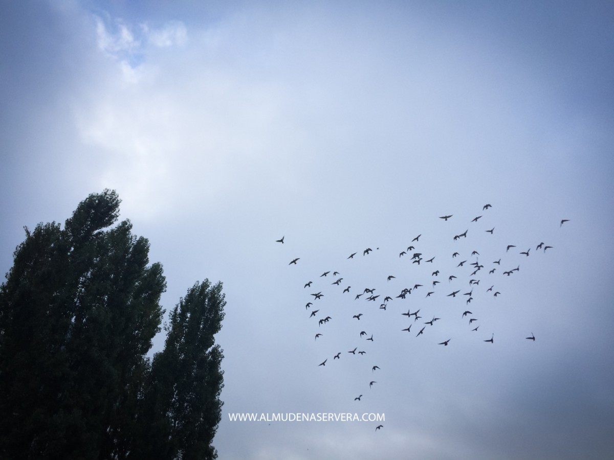 Flock - HD Wallpaper 