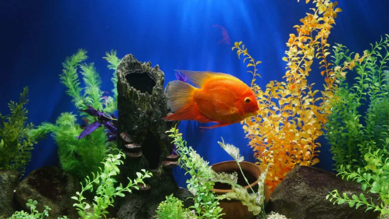 Fish Aquarium - HD Wallpaper 