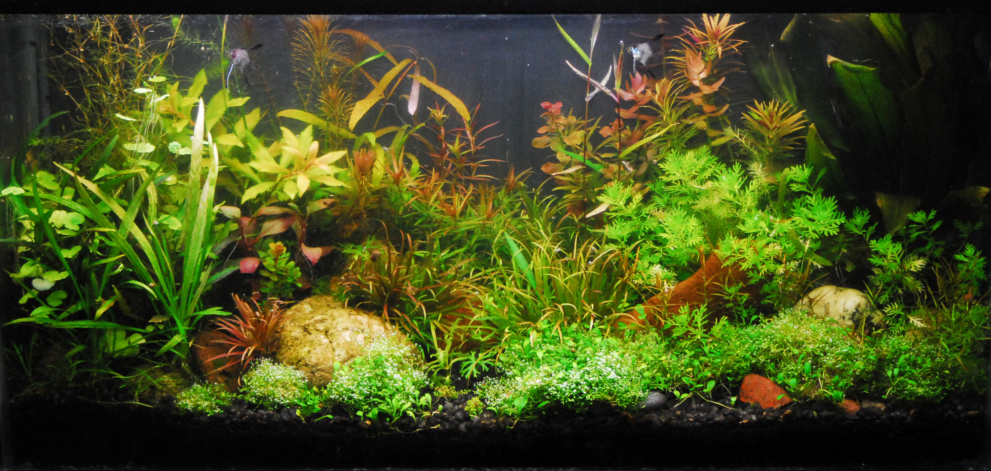 Animated Fish In Processing - HD Wallpaper 