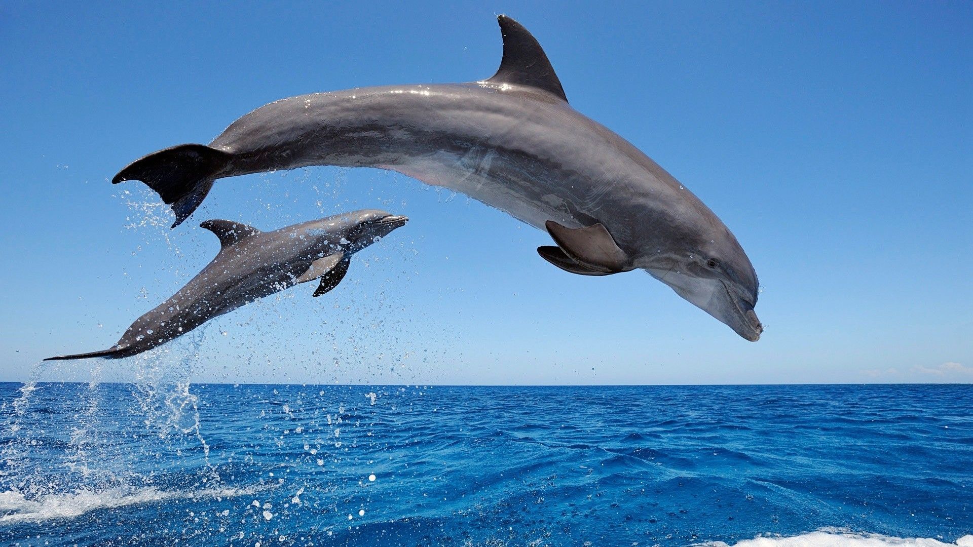 Penasaran Gimana Cara Ikan Tidur Ini Penjelasannya - Common Bottlenose Dolphin - HD Wallpaper 