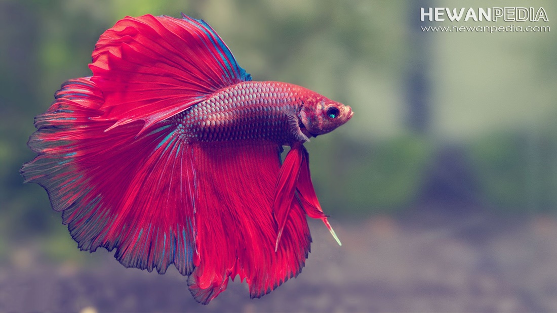 5 Jenis Makanan Terbaik Untuk Ikan Cupang Agar Cepat - Siamese Fighting Fish - HD Wallpaper 