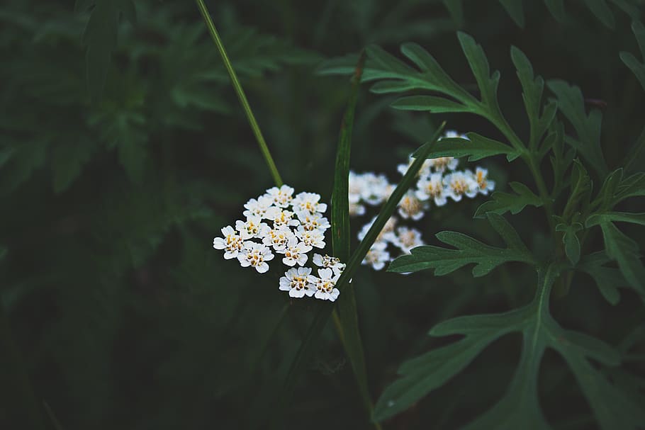 Fotografi Selektif Fokus, Putih, Bunga Petaled, Wallpaper - Yarrow - HD Wallpaper 