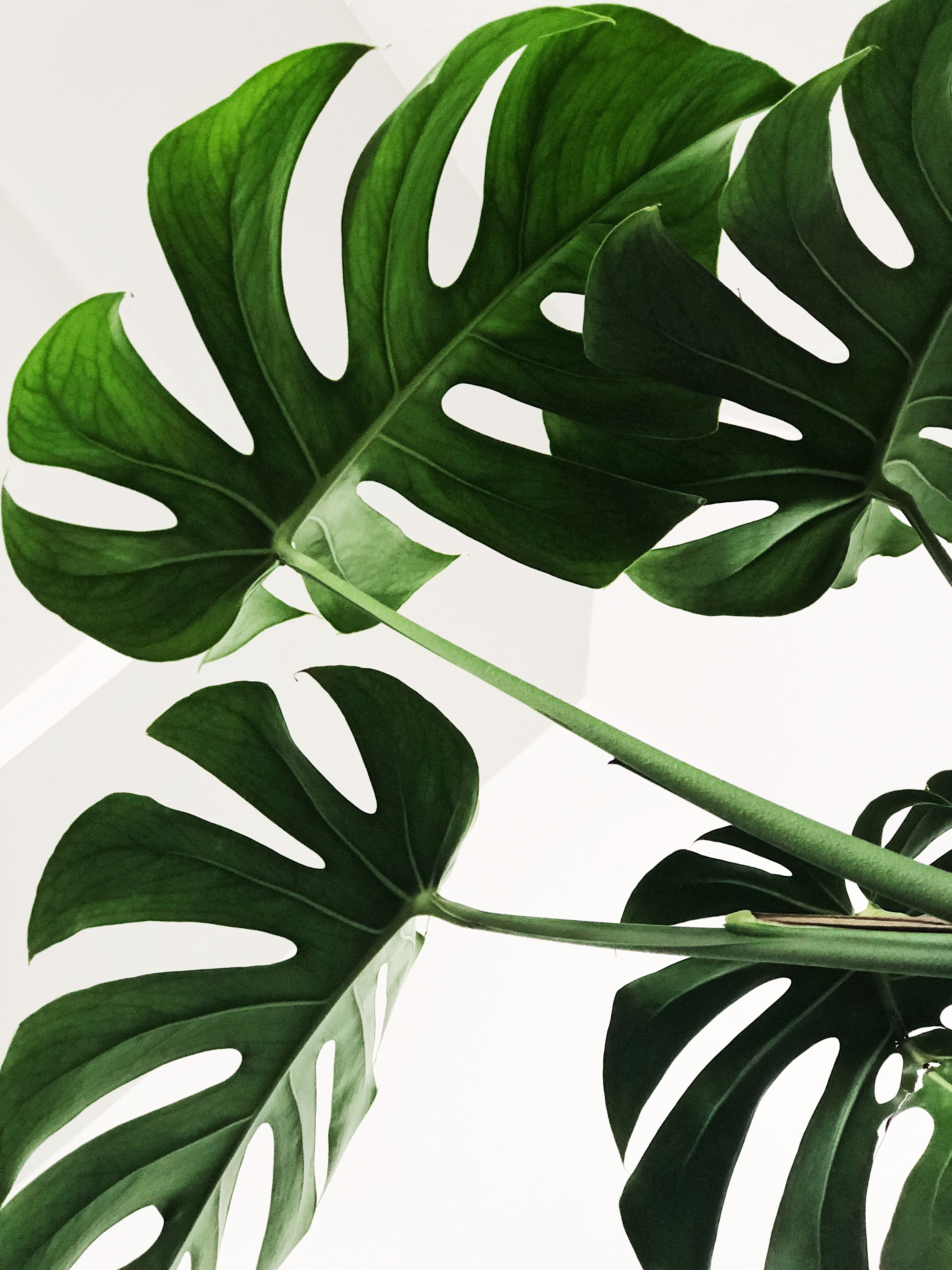 Monstera Hd - 3024x4032 Wallpaper - teahub.io