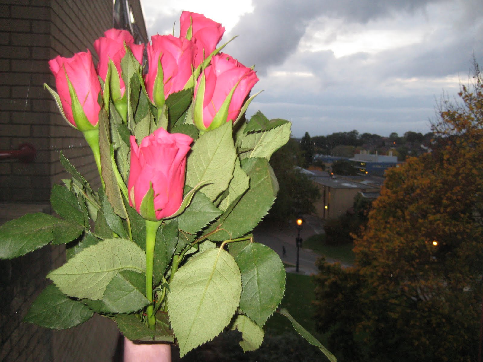 Garden Roses - HD Wallpaper 