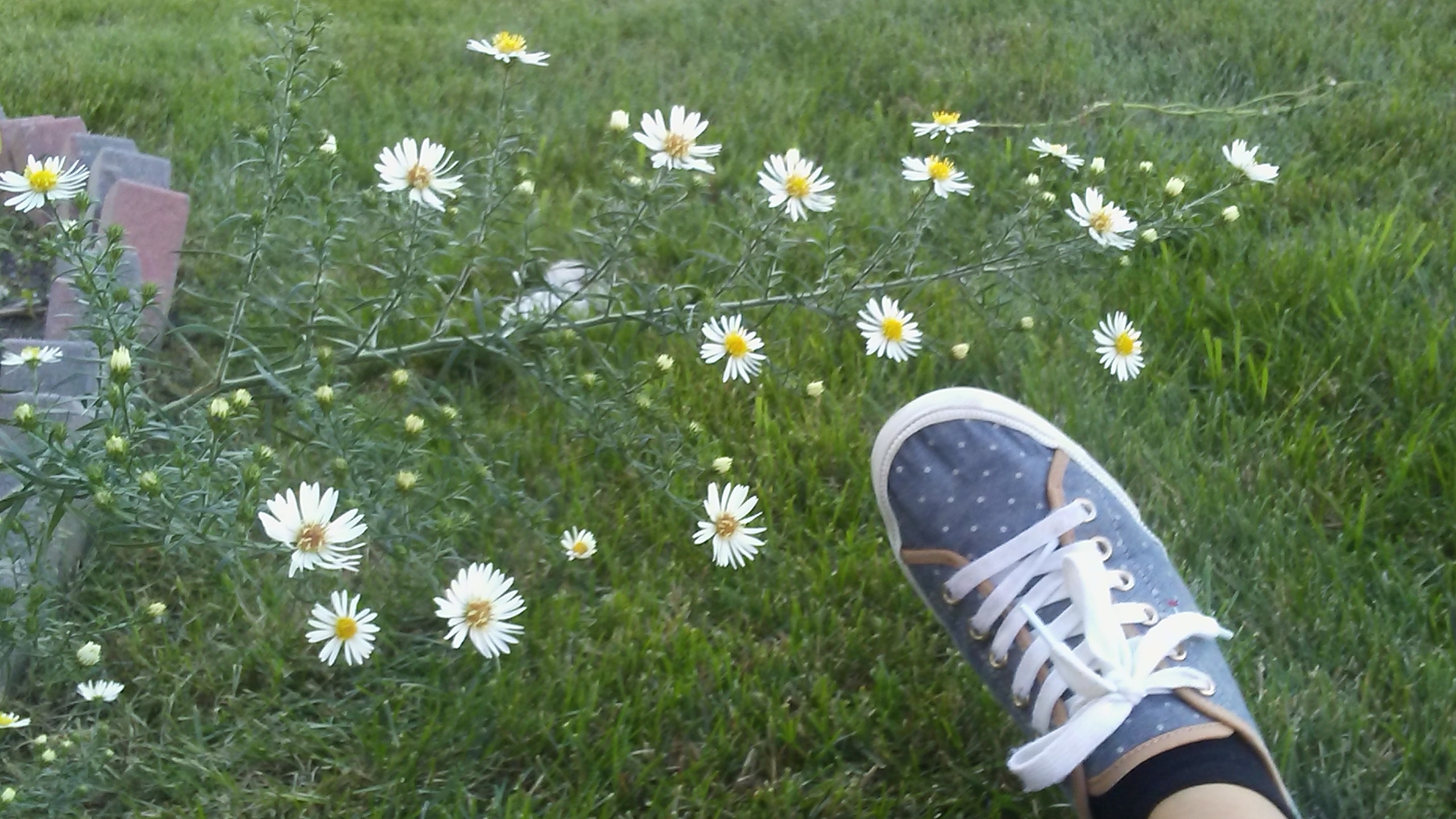 Daisy - HD Wallpaper 