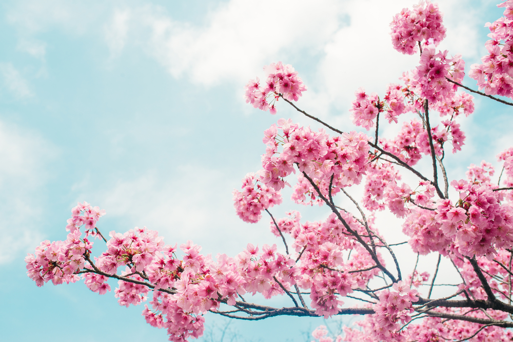 Background Cherry Blossom Tree - HD Wallpaper 