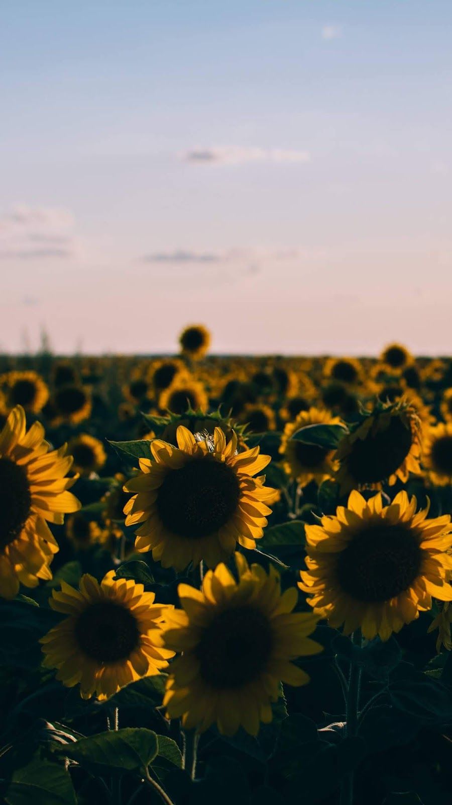 Aesthetic Wallpaper Sunflower - HD Wallpaper 