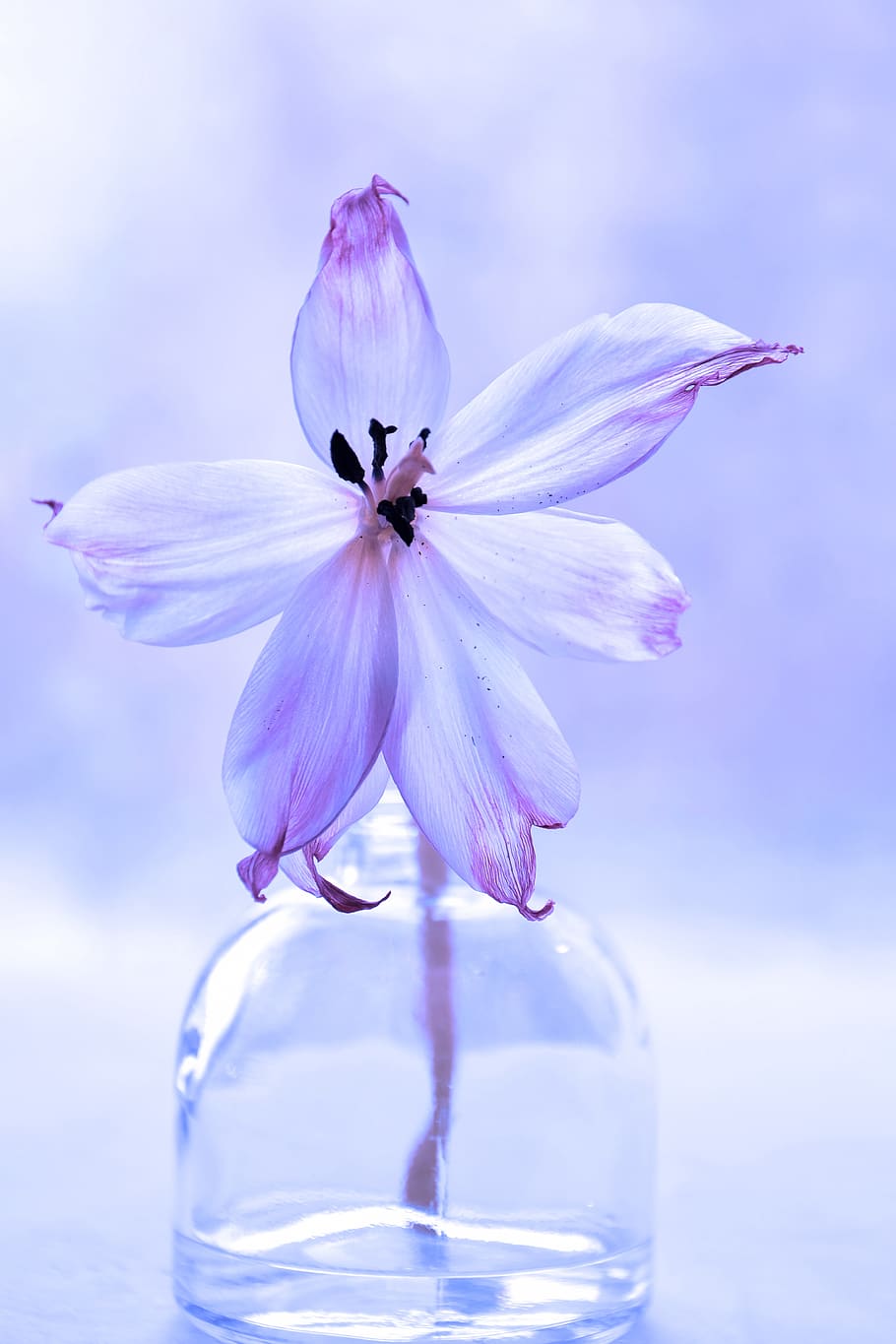 Flower - HD Wallpaper 