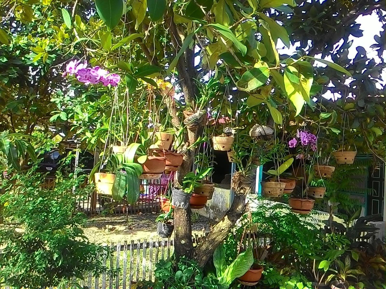 Image - Botanical Garden - HD Wallpaper 