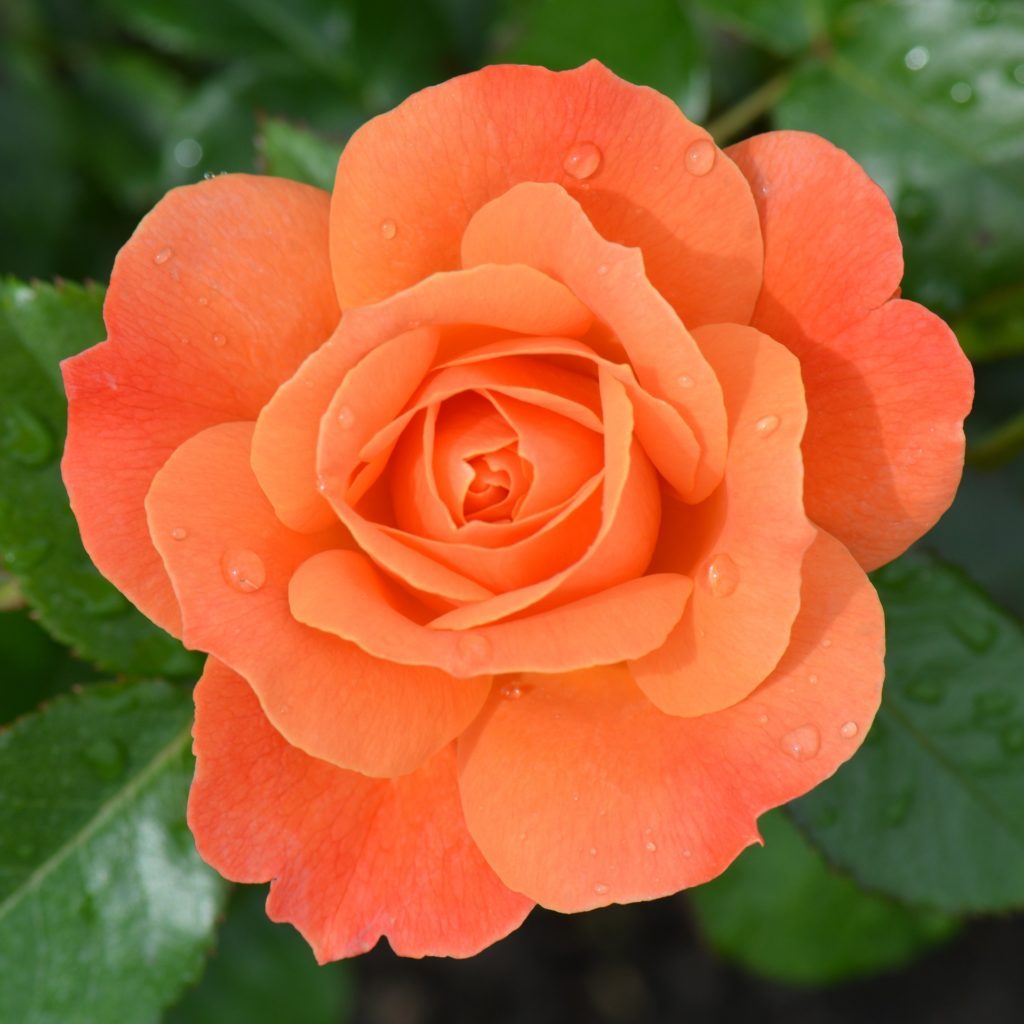 Orange Rose In Nature - HD Wallpaper 