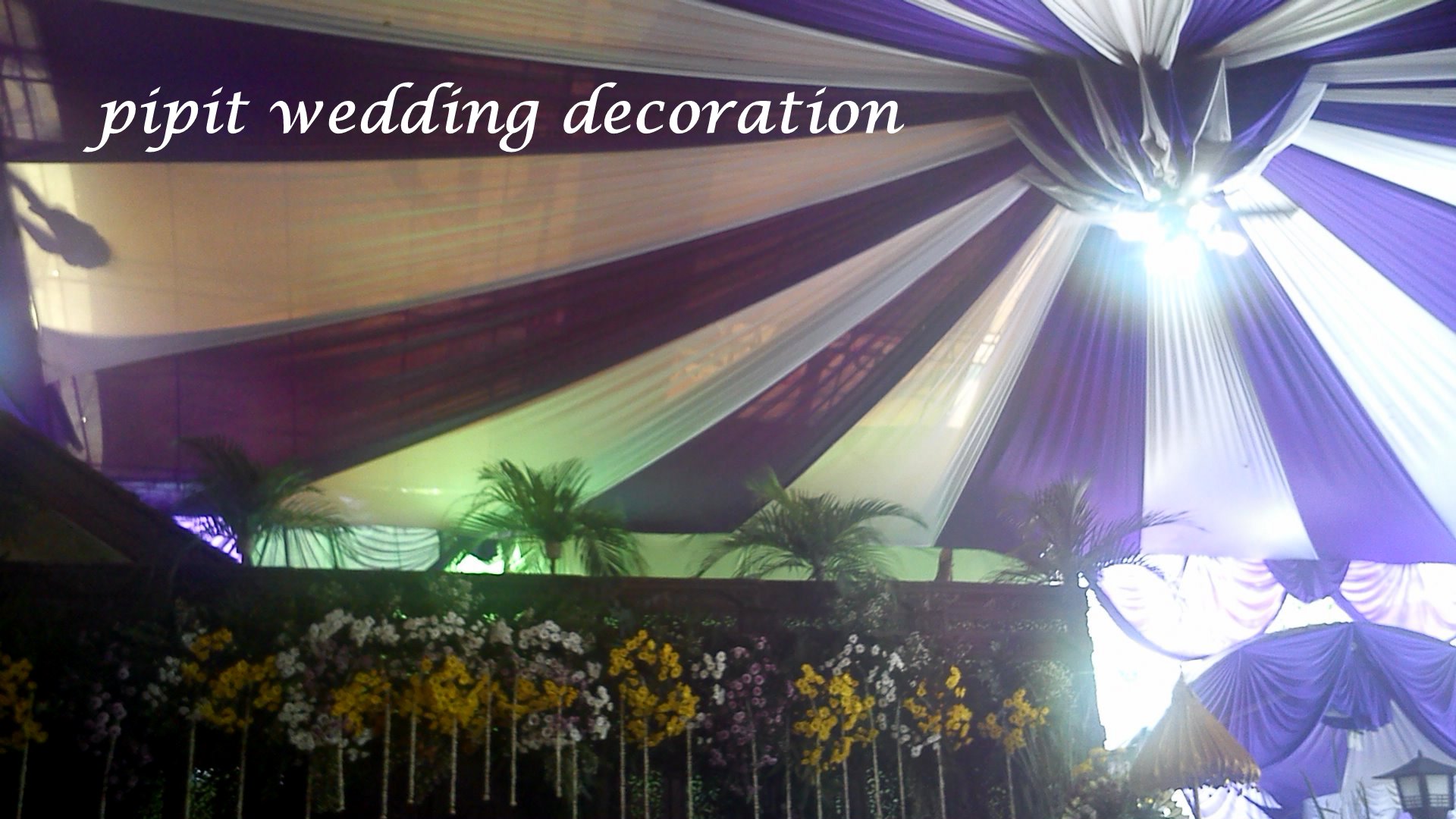 Camera - Moth Orchid - HD Wallpaper 