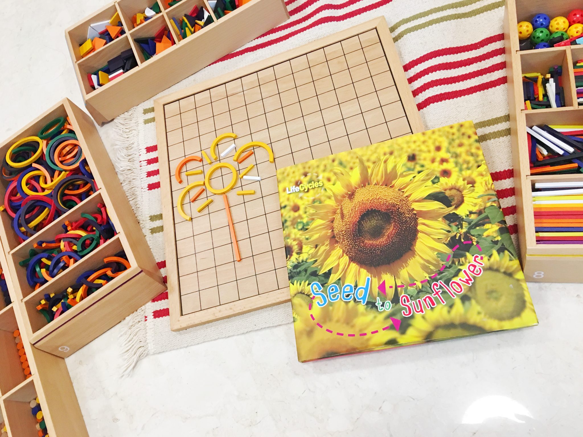 Sunflower - HD Wallpaper 