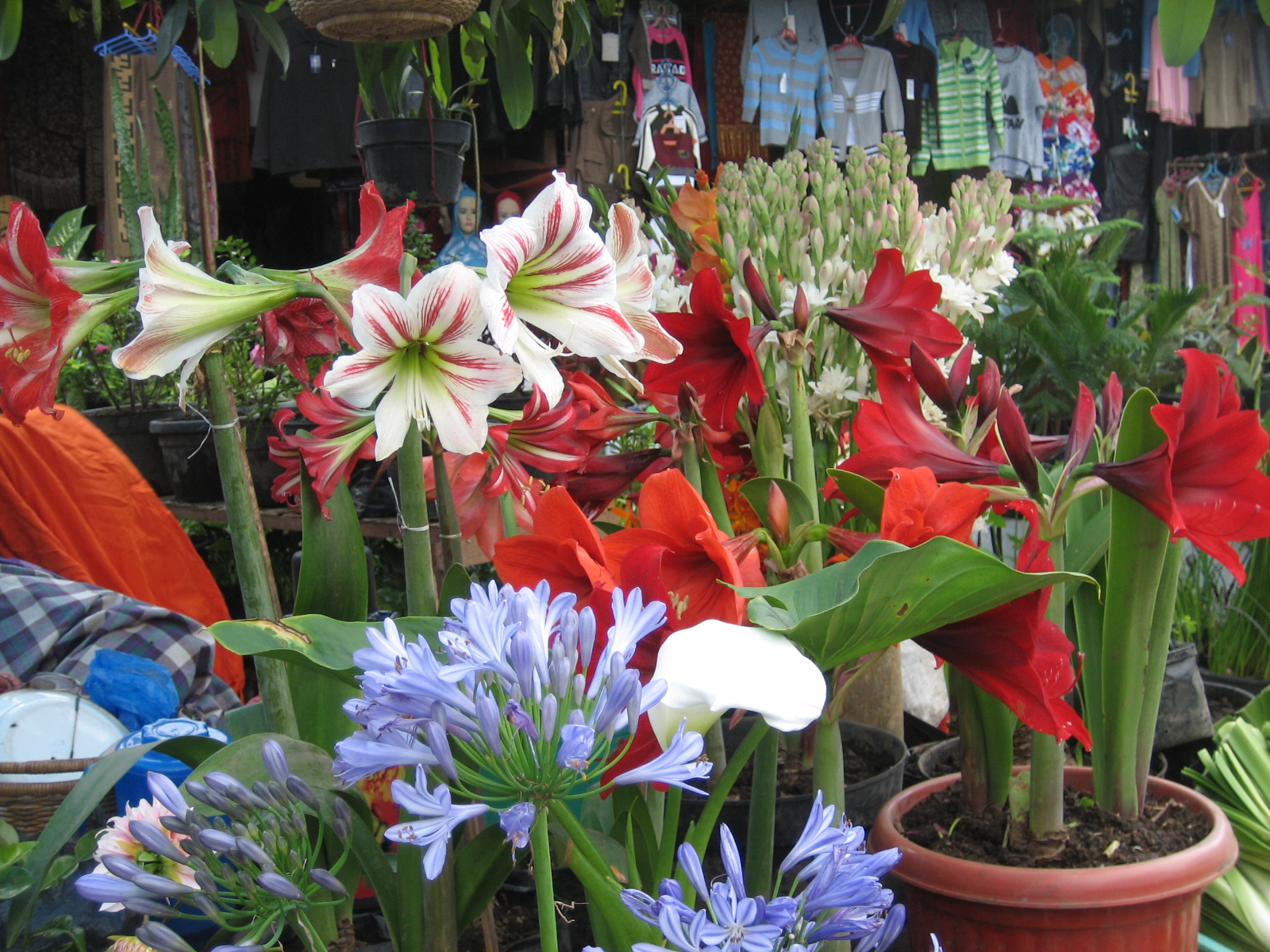 2016 Sajow Canangkan Menanam Dan Menggunakan Bunga - Bunga Bunga Hidup - HD Wallpaper 