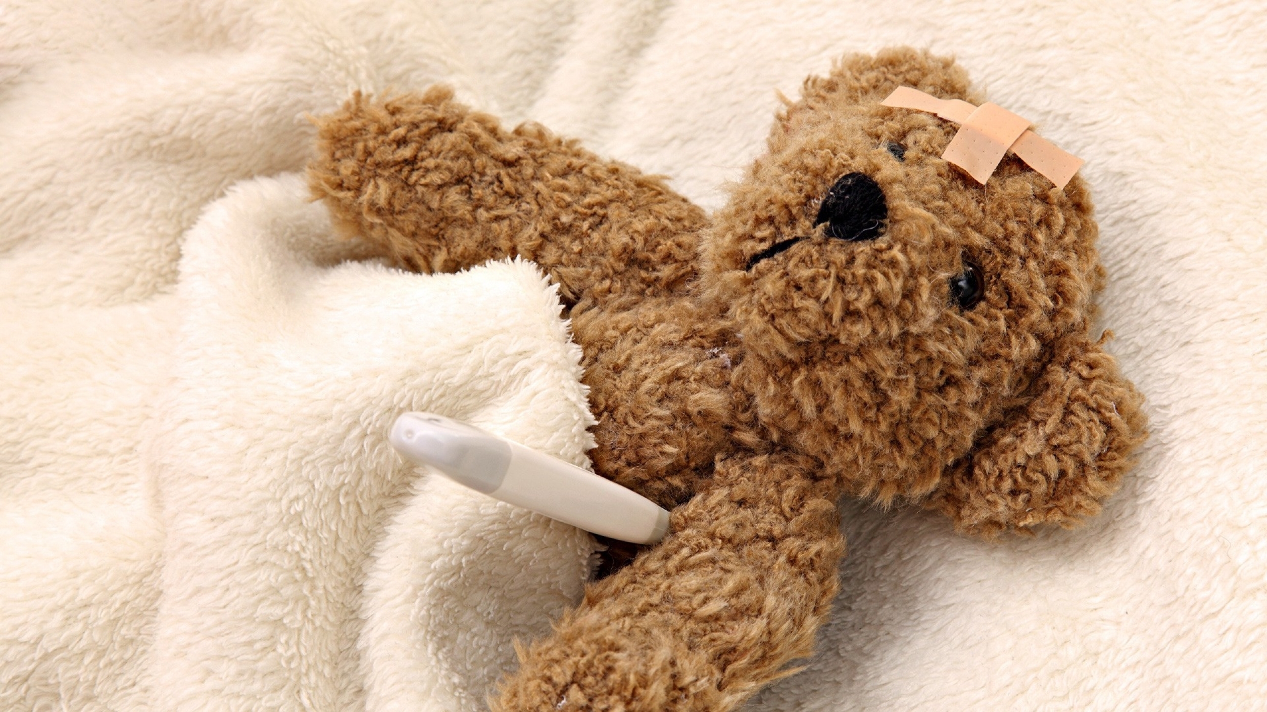 Creative Stuffed Animals Ted - รูป ตุ๊กตา หมี บาดเจ็บ - HD Wallpaper 