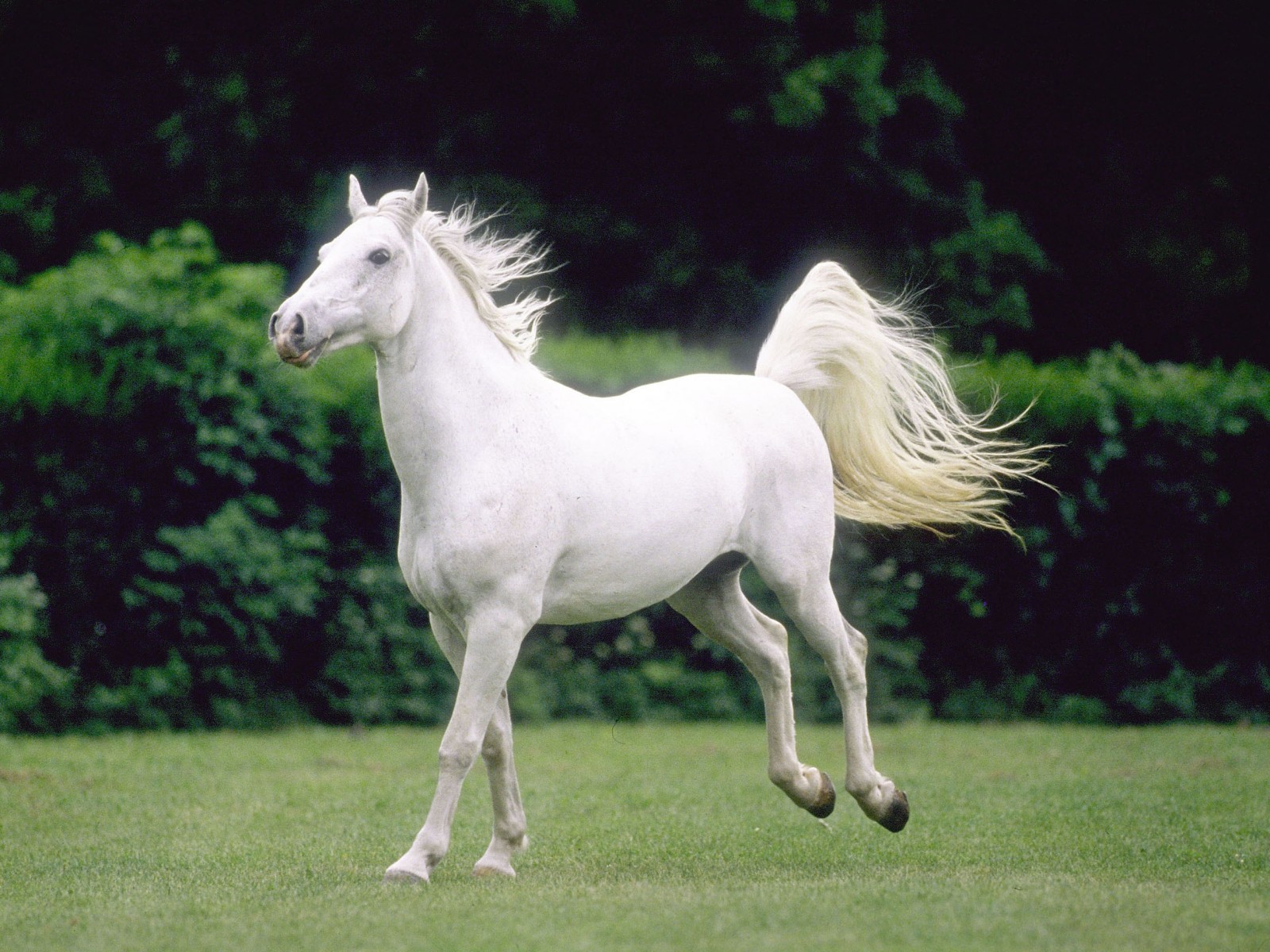 Lipizzan Horse - HD Wallpaper 