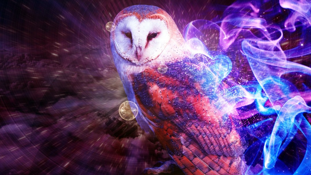 High Resolution Cool Owl - HD Wallpaper 