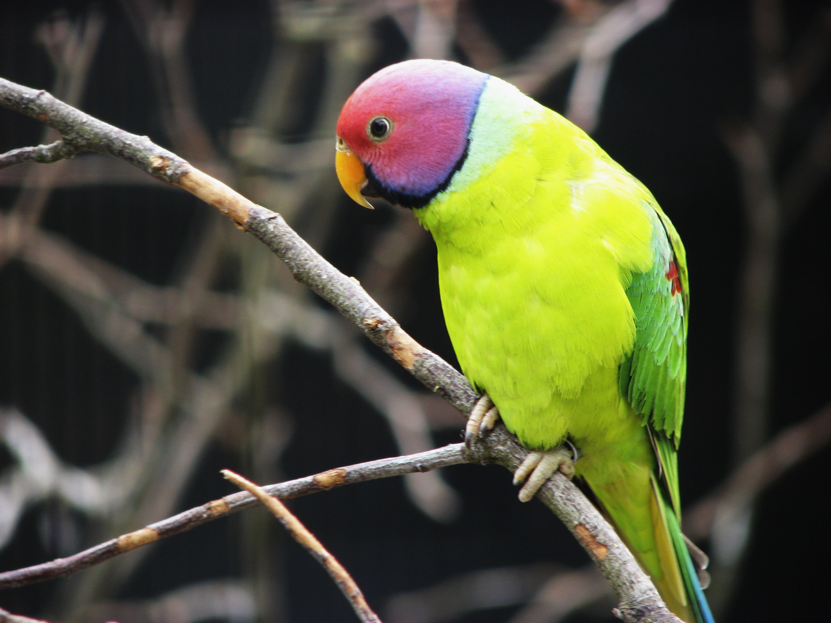 Hd Free Download Birds Pics - Bird Hd Photo Download - 2816x2112 Wallpaper Hd Free Download Birds Pics - Bird Hd Photo Download - 2816x2112 Wallpaper