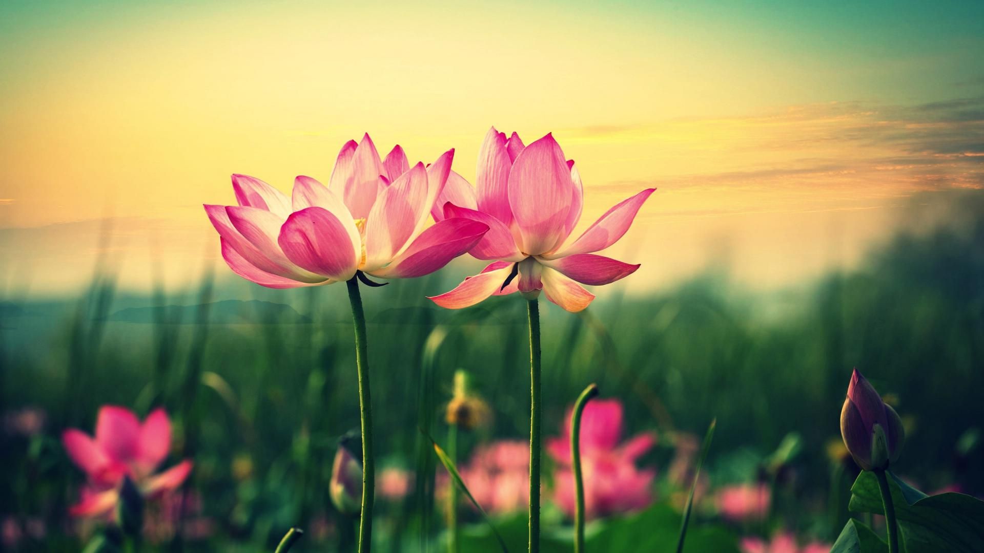 High Resolution Flower Desktop Backgrounds - HD Wallpaper 