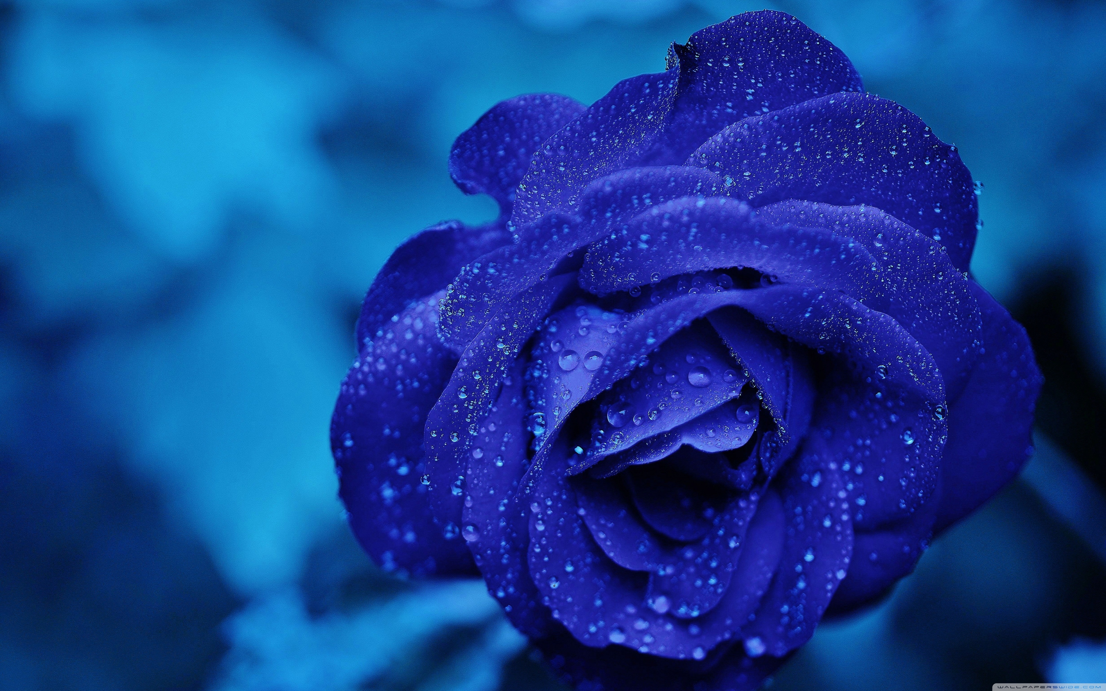Blue Rose - HD Wallpaper 