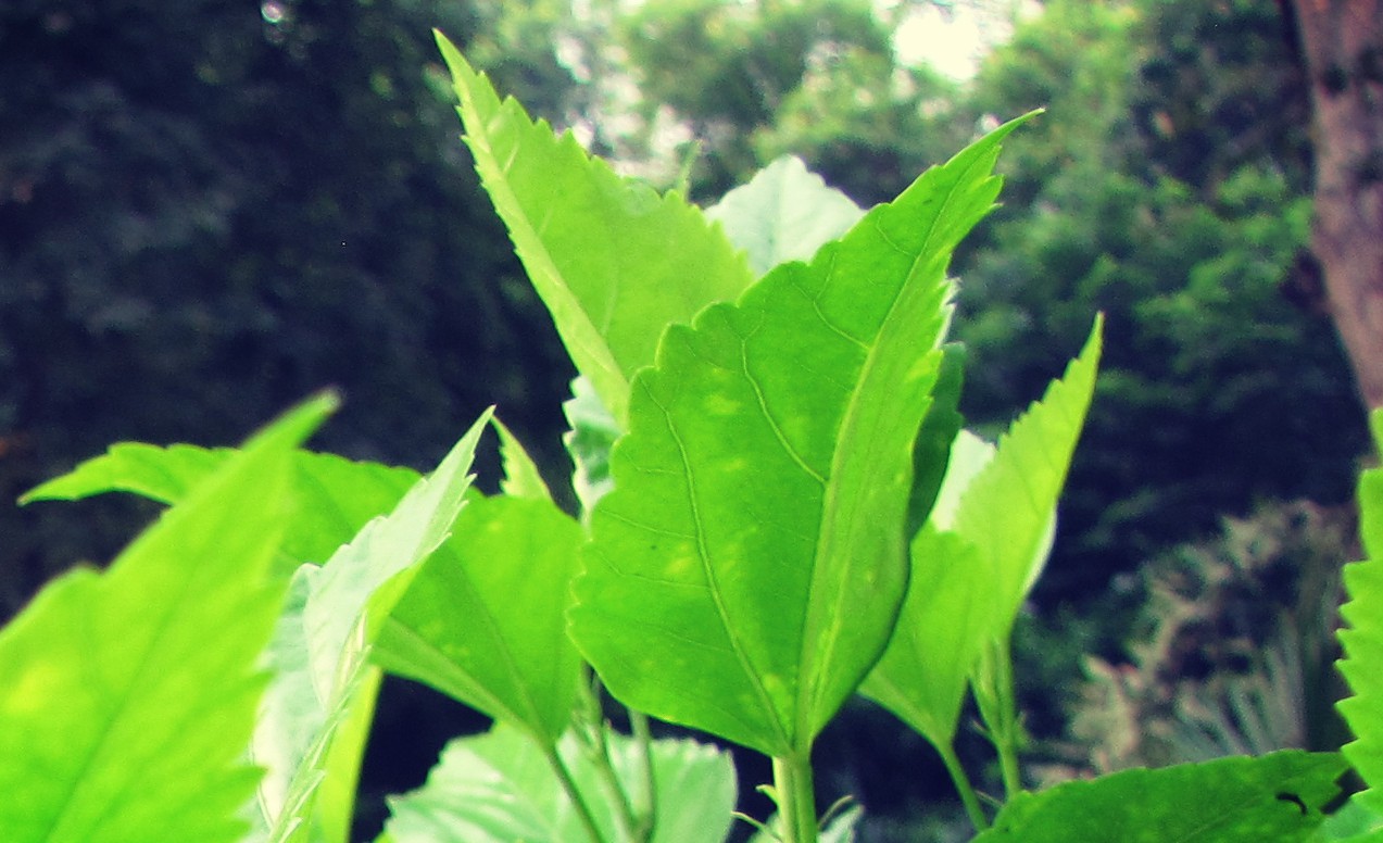 Pure Green Nature Wallpaper Widescreen Hd, Without - Pure Hd Wallpaper Download - HD Wallpaper 